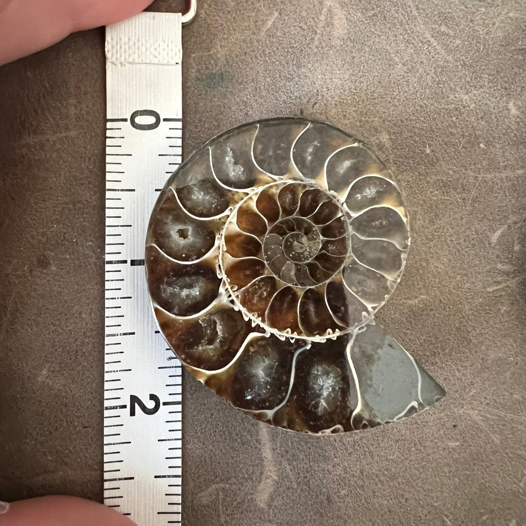 Ammonite pair “earphones”