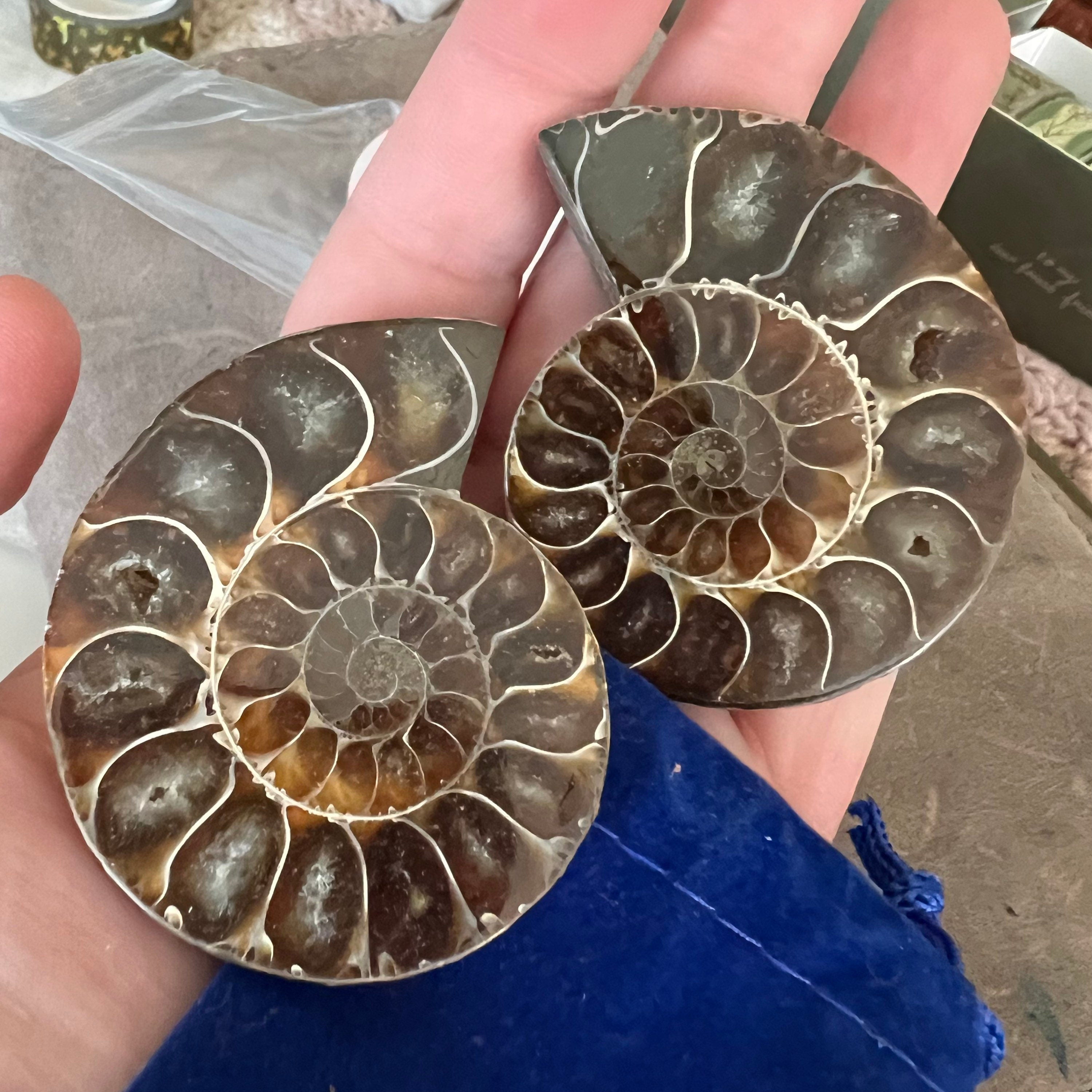 Ammonite pair “earphones”