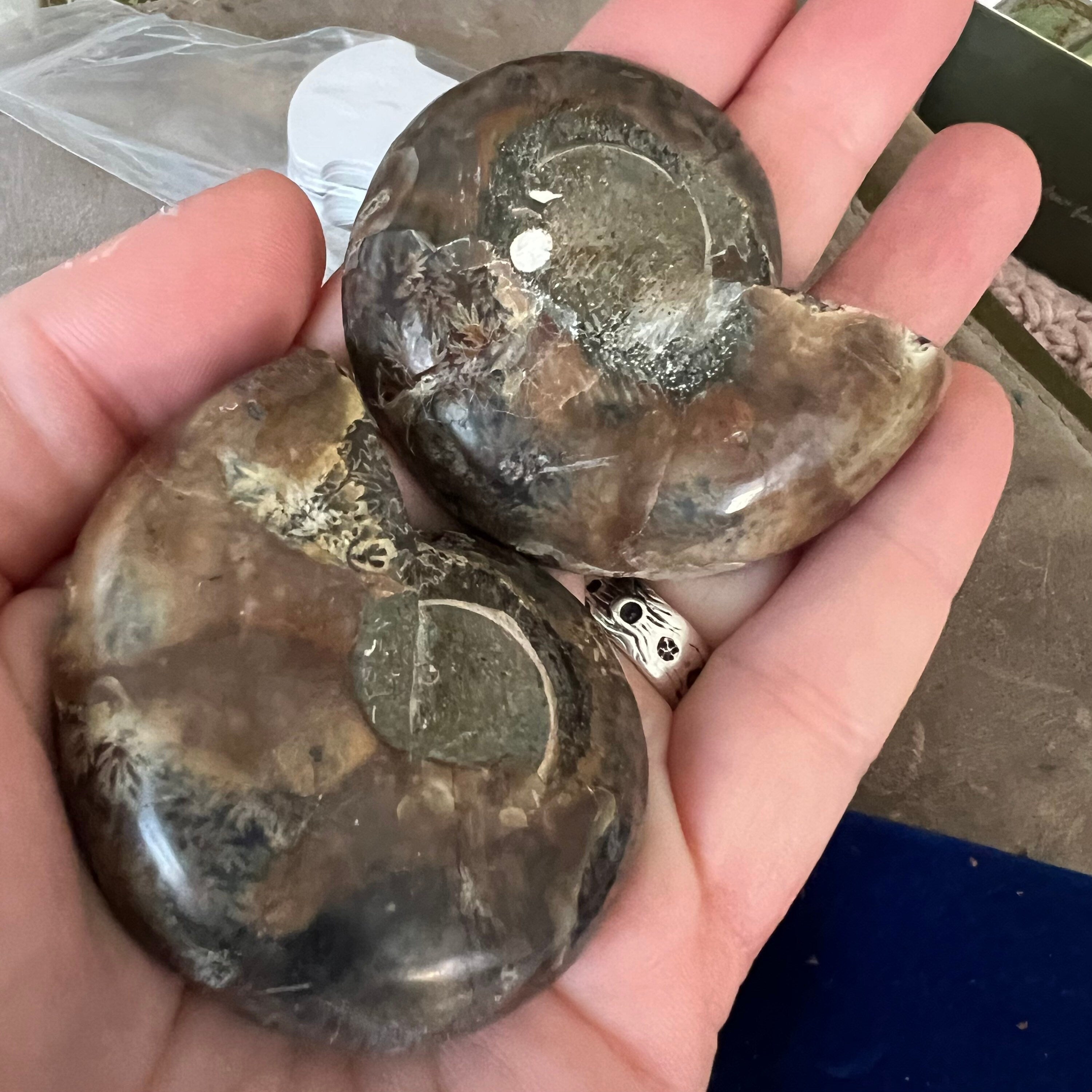 Ammonite pair “earphones”