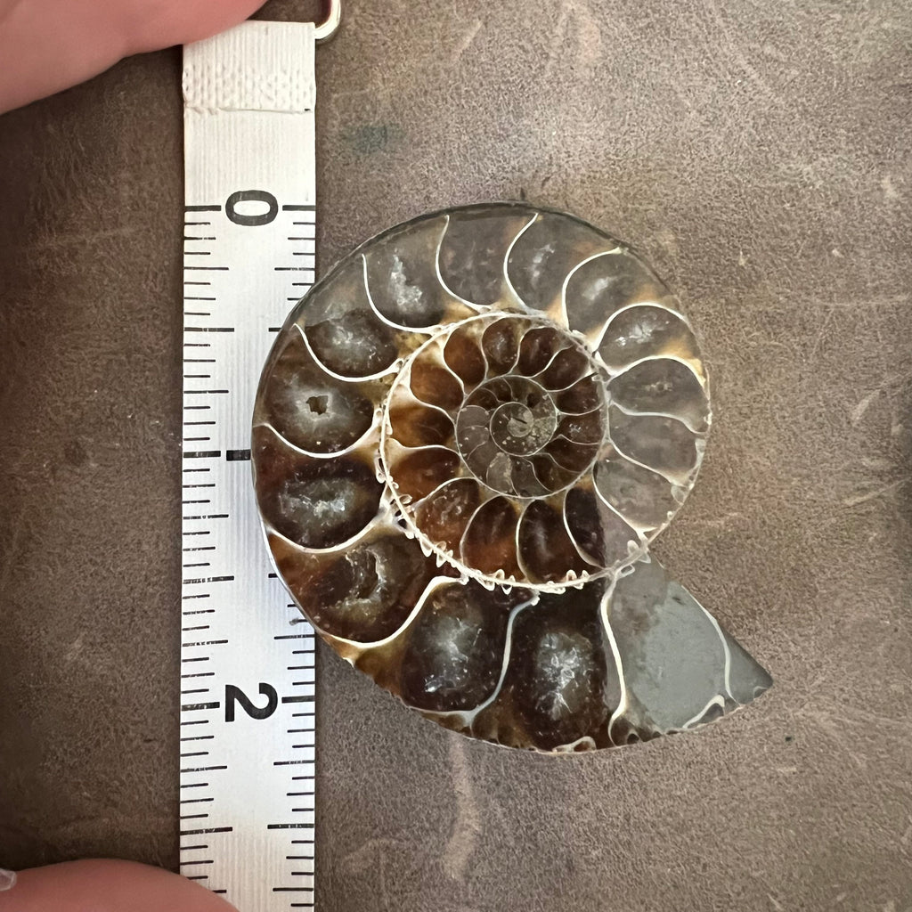 Ammonite pair “earphones”