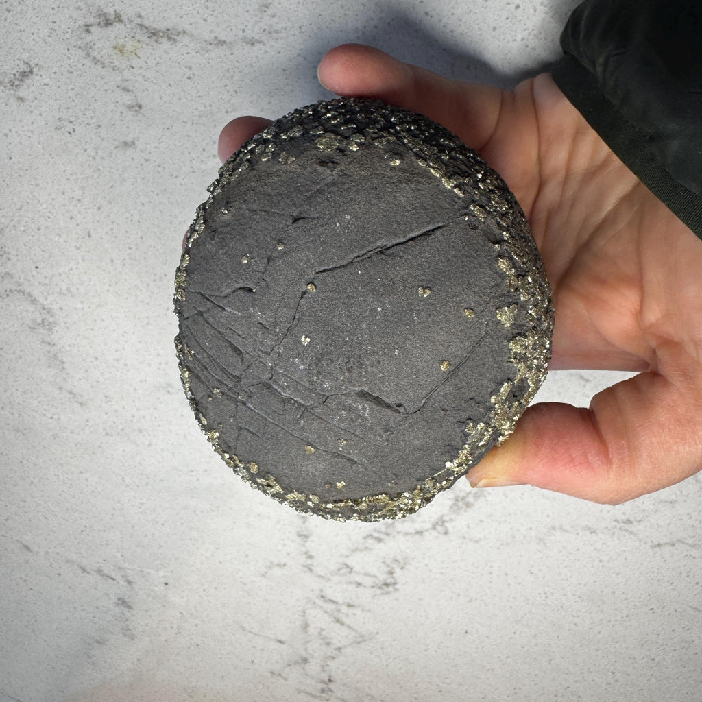 Stunning Large Pyrite Concretion #1